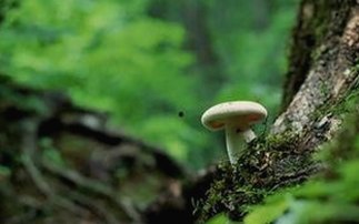 司晓迪深夜自曝顶流隐秘，内娱大瓜引发全面辟谣风暴