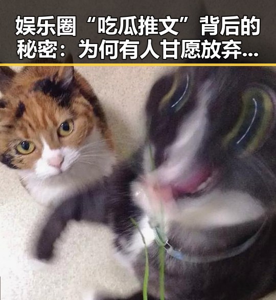 娱乐圈“吃瓜推文”背后的秘密：为何有人甘愿放弃底线？